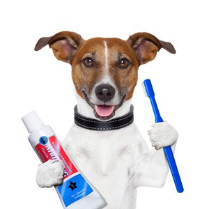 dog with toothpaste and brush
