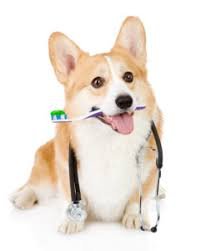 dog with toothbrush